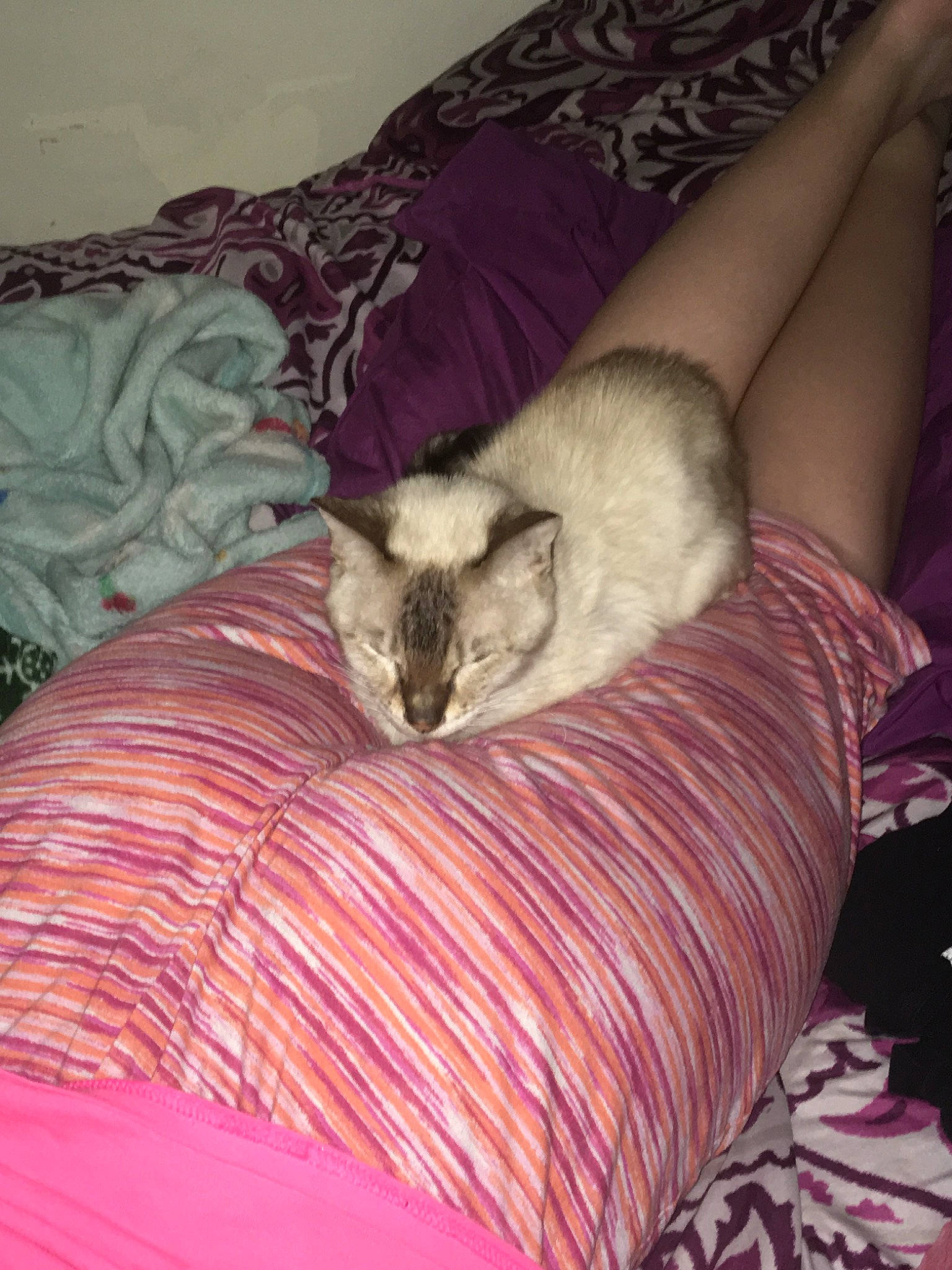 Crystal is registered to the contest to win money with this photo: bed, carnivore, cat, fawn, felidae, ferret, furniture, kitten, room, small_to_medium_sized_cats, tonkinese