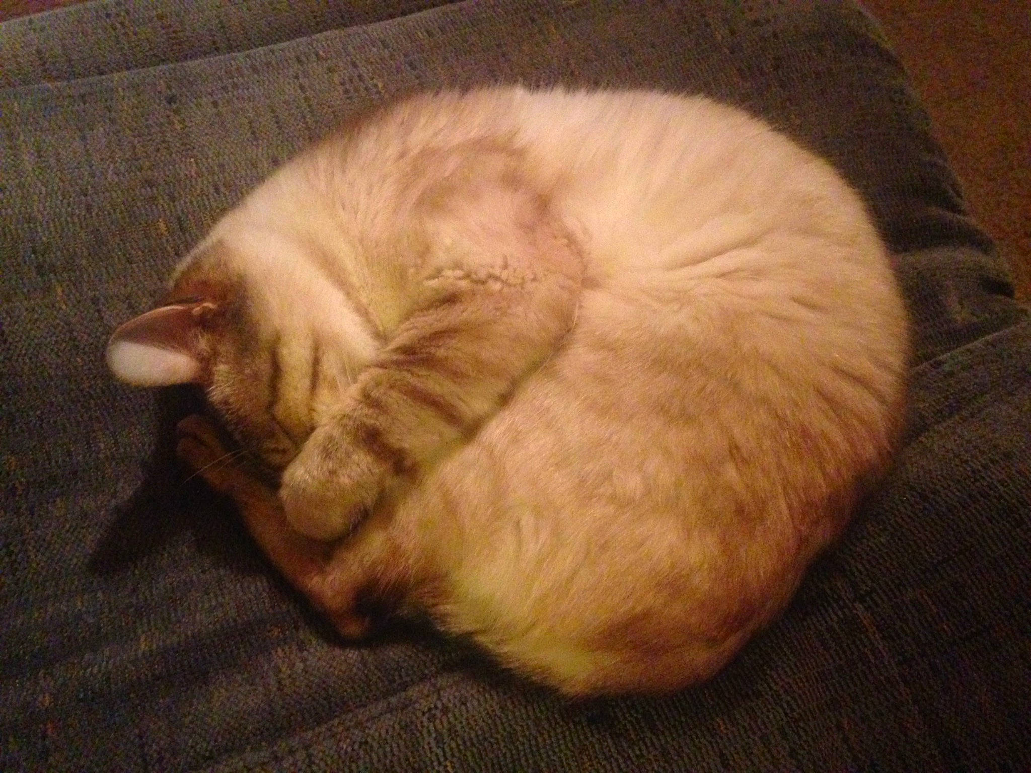 Crystal joined the competition — help win amazing prizes! carnivore, cat, cat_bed, cat_supply, fawn, felidae, fur, nap, nose, paw, sleep, small_to_medium_sized_cats, snout, tail, whiskers