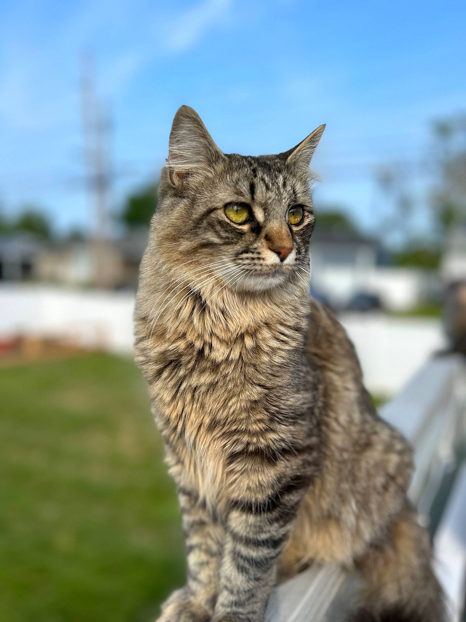 Linus is registered to the contest to win money with this photo: bobcat, carnivore, cat, domestic_short_haired_cat, eye, felidae, fur, grass, lynx, sky, small_to_medium_sized_cats, tail, terrestrial_animal, tree, whiskers, wildlife