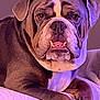 animal, bulldog, canine, closeup, comfortable, cute, dog, ears, expression, face, fur, indoors, lying_down, muzzle, paw, pet, portrait, purple_light, resting, soft_lighting