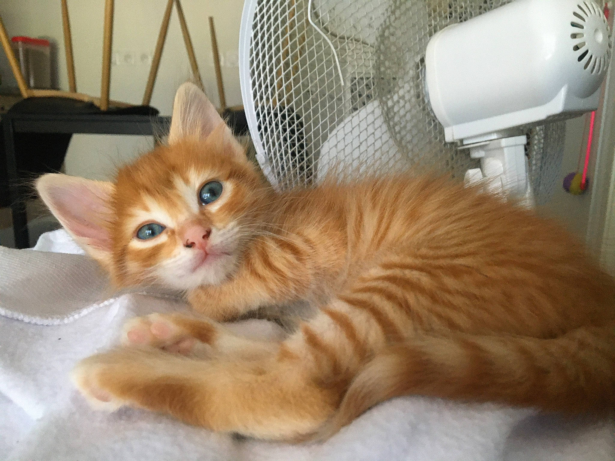 Rocky participe au concours pour gagner de l'argent avec cette photo : aegean_cat, arabian_mau, asian, australian_mist, carnivore, cat, cymric, domestic_short_haired_cat, european_shorthair, fawn, felidae, kitten, mammal, polydactyl_cat, ragamuffin, small_to_medium_sized_cats, tabby_cat, tail, vertebrate, whiskers