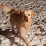 Mojito a rejoint le concours — aidez-le/la à gagner de superbes lots ! broholmer, canidae, carnivore, dog, dog_breed, fawn, golden_retriever, hunting_dog, labrador_retriever, mammal, retriever, snout, sporting_group