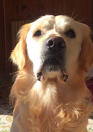 Mojito a rejoint le concours — aidez-le/la à gagner de superbes lots ! carnivoran, companion_dog, dog, dog_breed, dog_breed_group, dog_like_mammal, golden_retriever, labrador_retriever, nose, retriever, snout, sporting_group