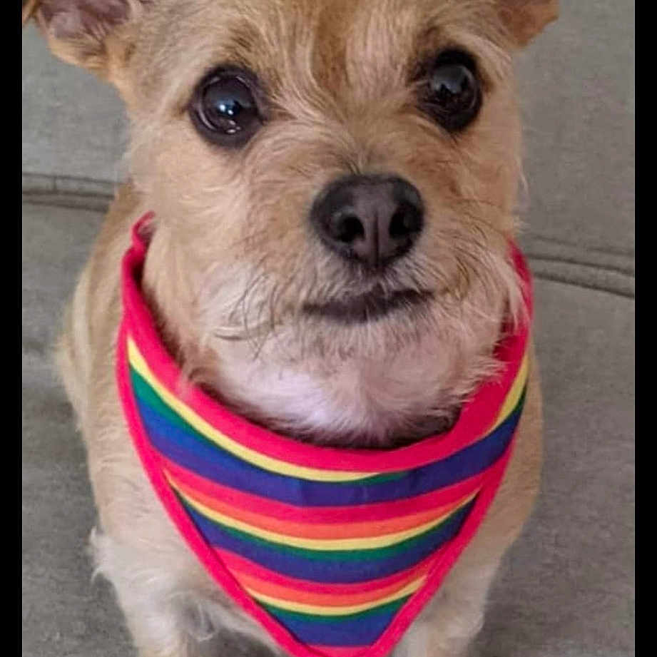 Tico
