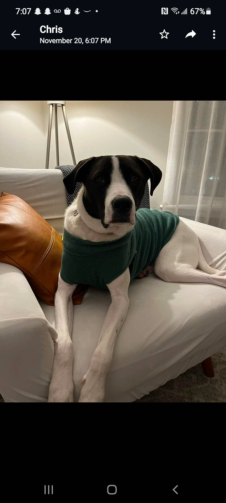 Charlie is registered to the contest to win money with this photo: canidae, carnivore, chair, collar, comfort, companion_dog, couch, dog, dog_breed, dog_collar, fawn, flooring, human_leg, knee, linens, sitting, snout, sporting_group, thigh, working_animal