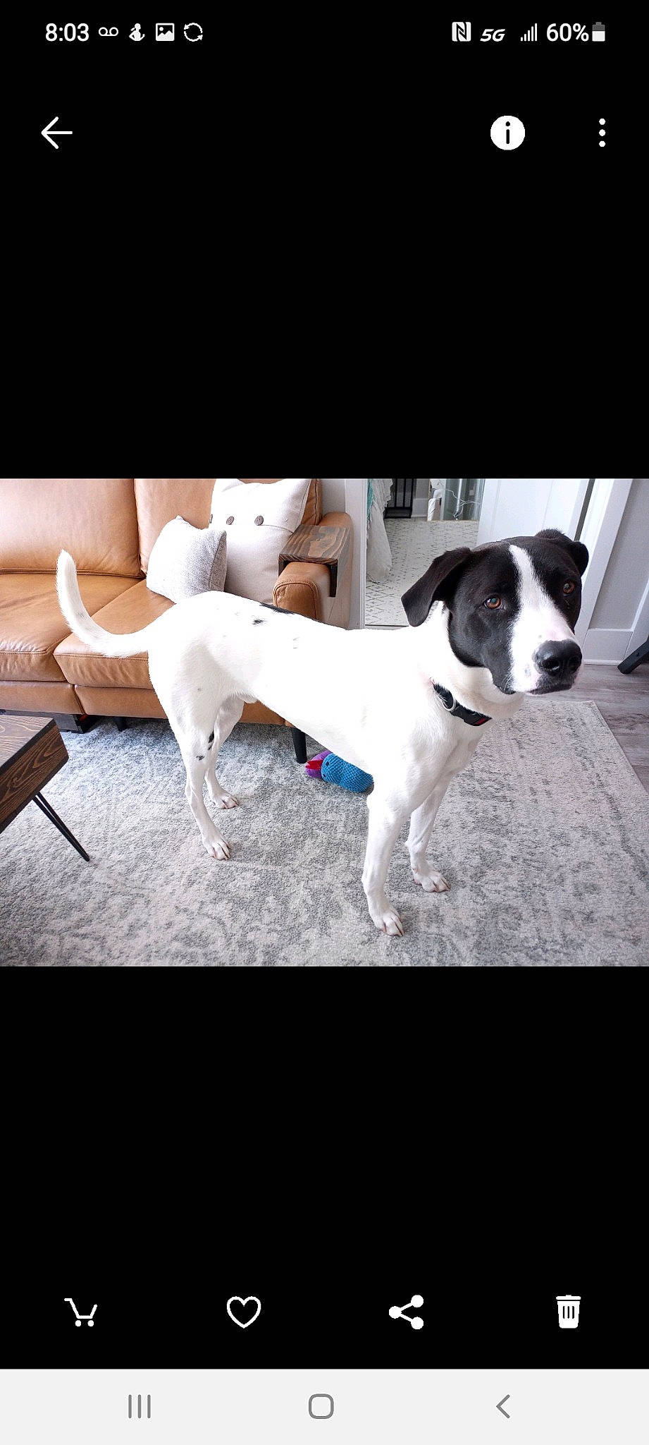 Charlie joined the competition — help win amazing prizes! canidae, carnivore, collar, companion_dog, couch, dog, dog_breed, dog_collar, flooring, happy, metal, non_sporting_group, photo_caption, rectangle, sitting, sporting_group, square, t_shirt, vertebrate