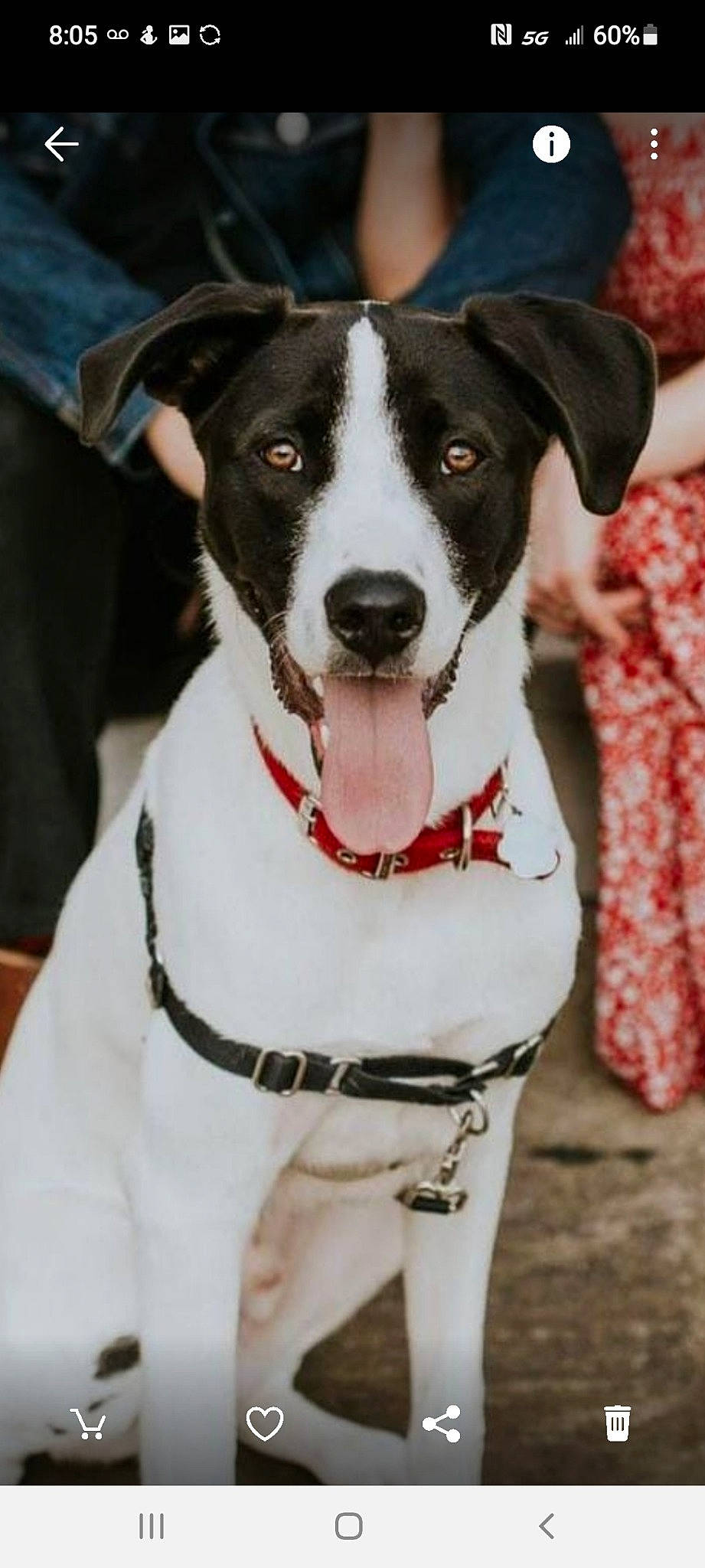 Charlie joined the competition — help win amazing prizes! canidae, carnivore, collar, companion_dog, dog, dog_breed, dog_collar, dog_supply, event, fashion_accessory, fur, hunting_dog, leash, pattern, pet_supply, snout, sporting_group, working_animal, working_dog