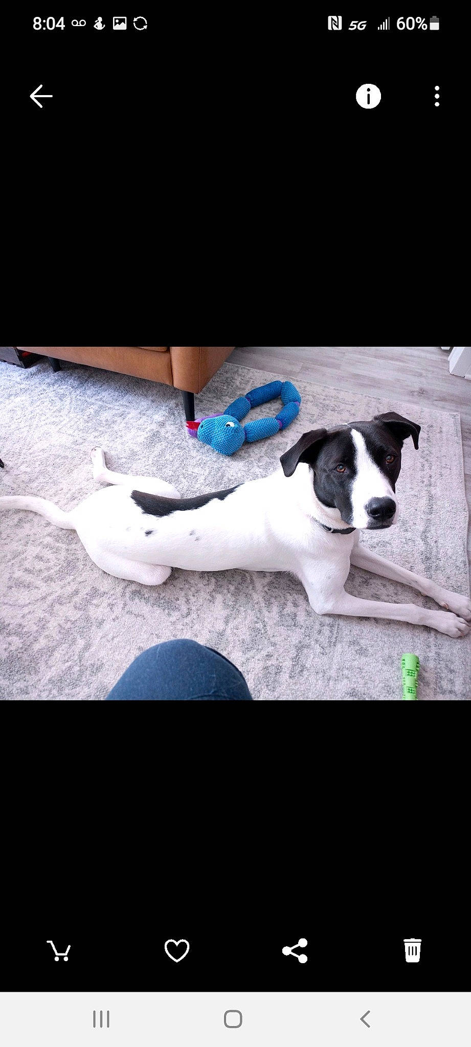 Charlie joined the competition — help win amazing prizes! carnivore, collar, comfort, companion_dog, dog, dog_breed, dog_supply, electric_blue, flooring, font, linens, metal, non_sporting_group, paw, rectangle, sporting_group, square, vertebrate, working_animal