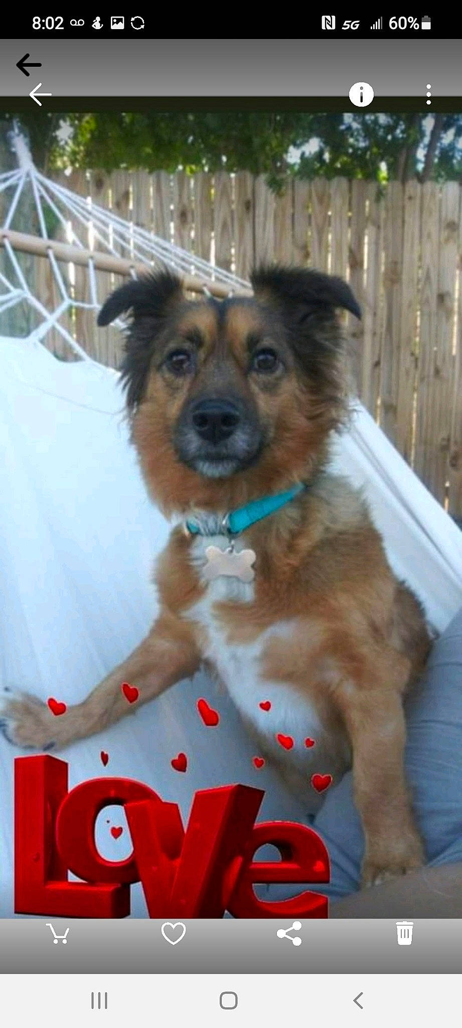 Archie is registered to the contest to win money with this photo: canidae, carnivore, collar, companion_dog, dog, dog_breed, dog_supply, event, fawn, fence, fur, home_fencing, pet_supply, snout, snow, sporting_group, terrestrial_animal, whiskers, working_animal, working_dog