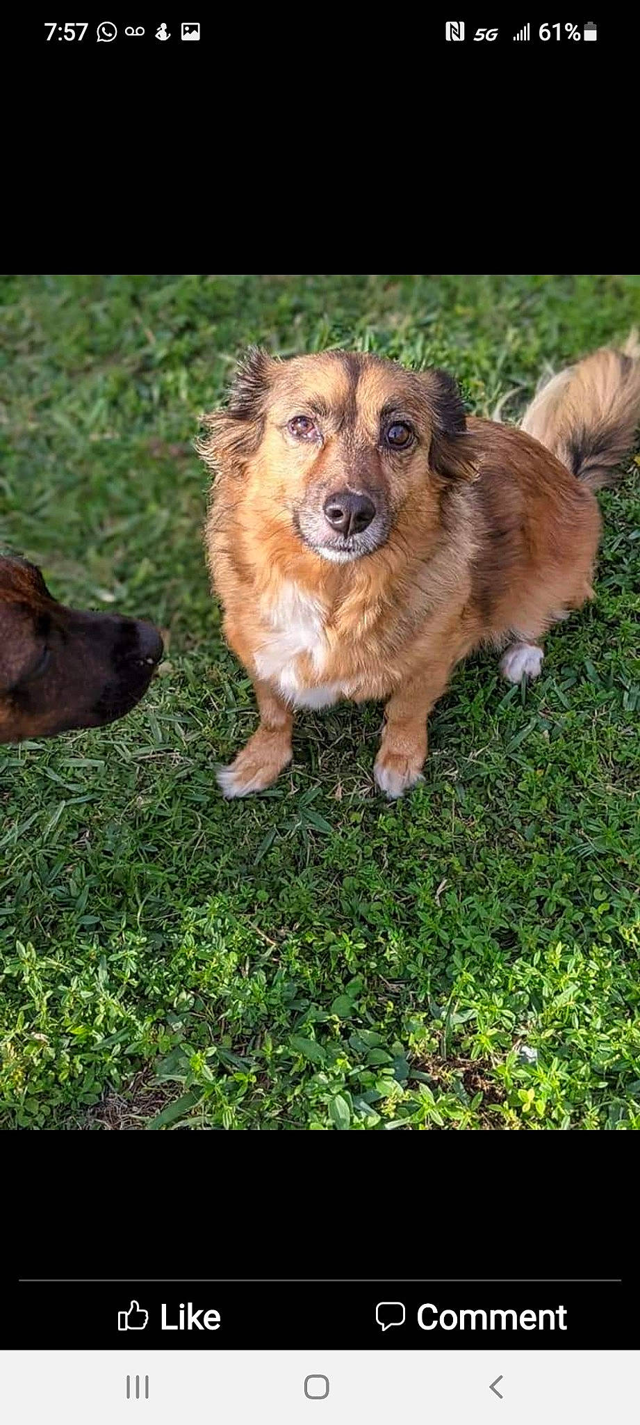 Archie joined the competition — help win amazing prizes! canidae, carnivore, companion_dog, dog, dog_breed, fawn, fur, grass, herding_dog, liver, plant, puppy, snout, sporting_group, terrestrial_animal, whiskers, working_dog