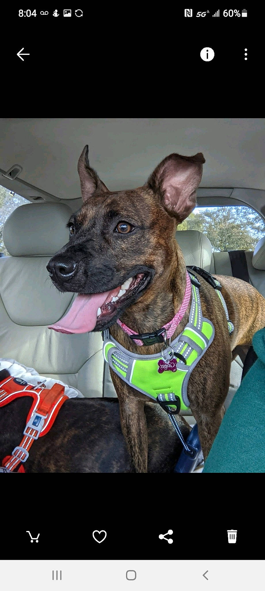 Ginger joined the competition — help win amazing prizes! canidae, carnivore, collar, companion_dog, dog, dog_breed, dog_collar, dog_supply, fashion_accessory, fawn, giant_dog_breed, guard_dog, herding_dog, leash, non_sporting_group, snout, sporting_group, whiskers, working_animal, working_dog