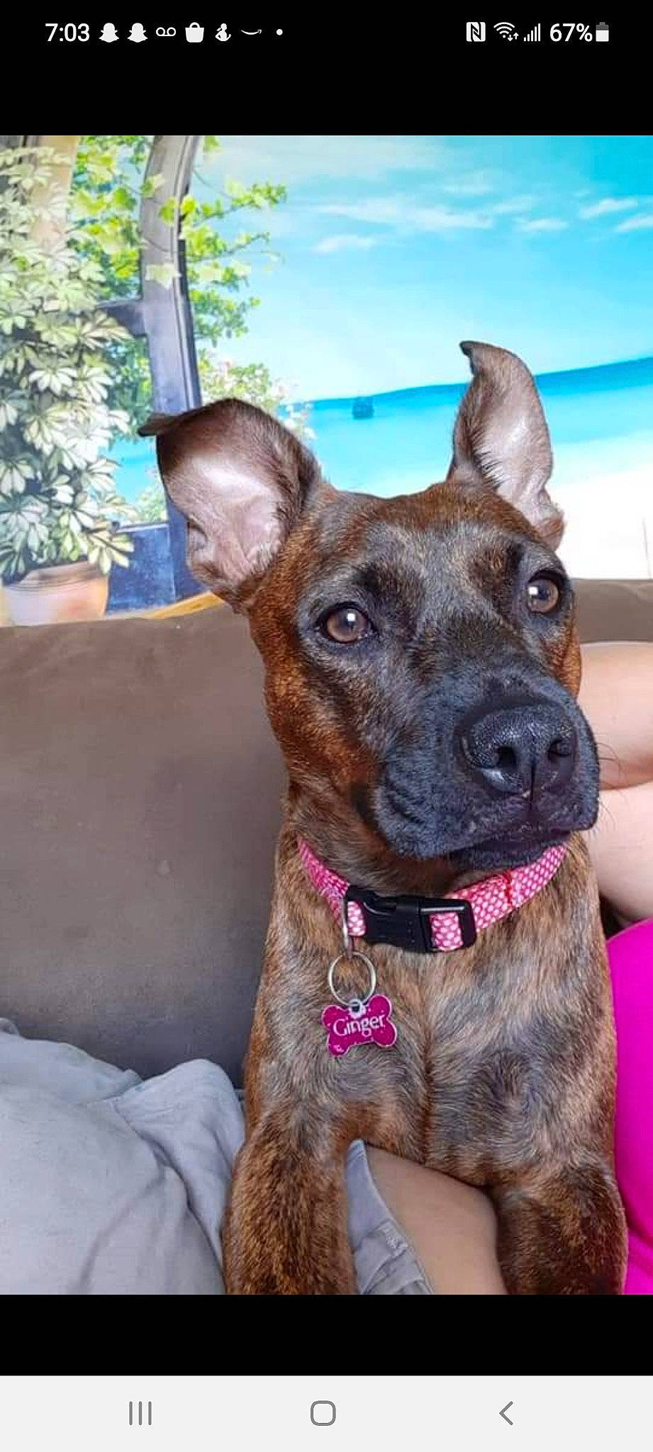 Ginger is registered to the contest to win money with this photo: ancient_dog_breeds, canidae, carnivore, collar, companion_dog, dog, dog_breed, dog_collar, ear, fashion_accessory, fawn, fur, guard_dog, liver, plant, terrier, whiskers, working_animal, working_dog, wrinkle