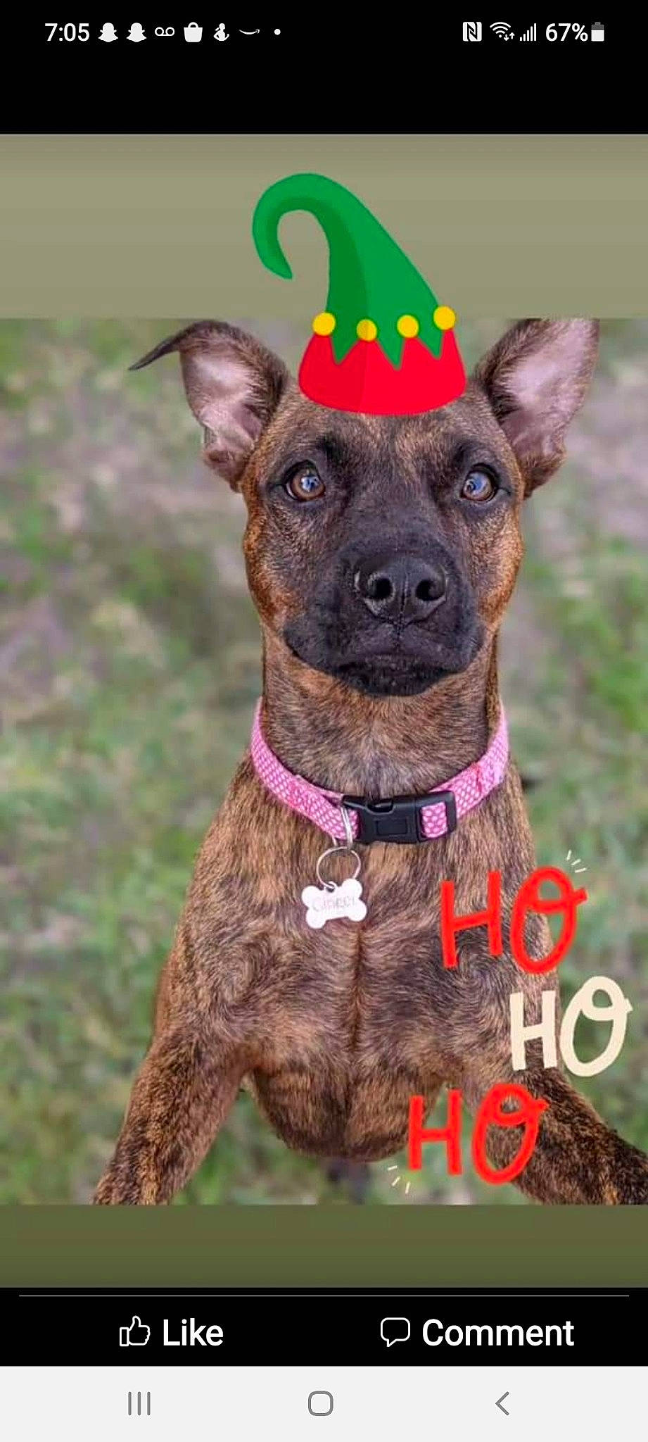 Ginger is registered to the contest to win money with this photo: canidae, carnivore, collar, companion_dog, dog, dog_breed, dog_collar, dog_supply, fashion_accessory, fawn, fur, grass, liver, magenta, pattern, pet_supply, snout, sporting_group, whiskers, working_animal