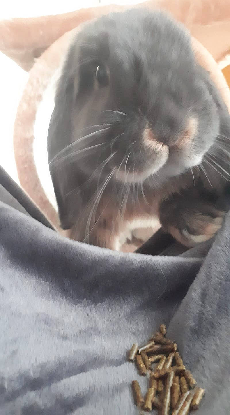 Tsuky a rejoint le concours — aidez-le/la à gagner de superbes lots ! degu, domestic_rabbit, fawn, gerbil, hamster, mammal, mouse, muridae, rabbit, rabbits_and_hares, rat, rodent, snout, whiskers