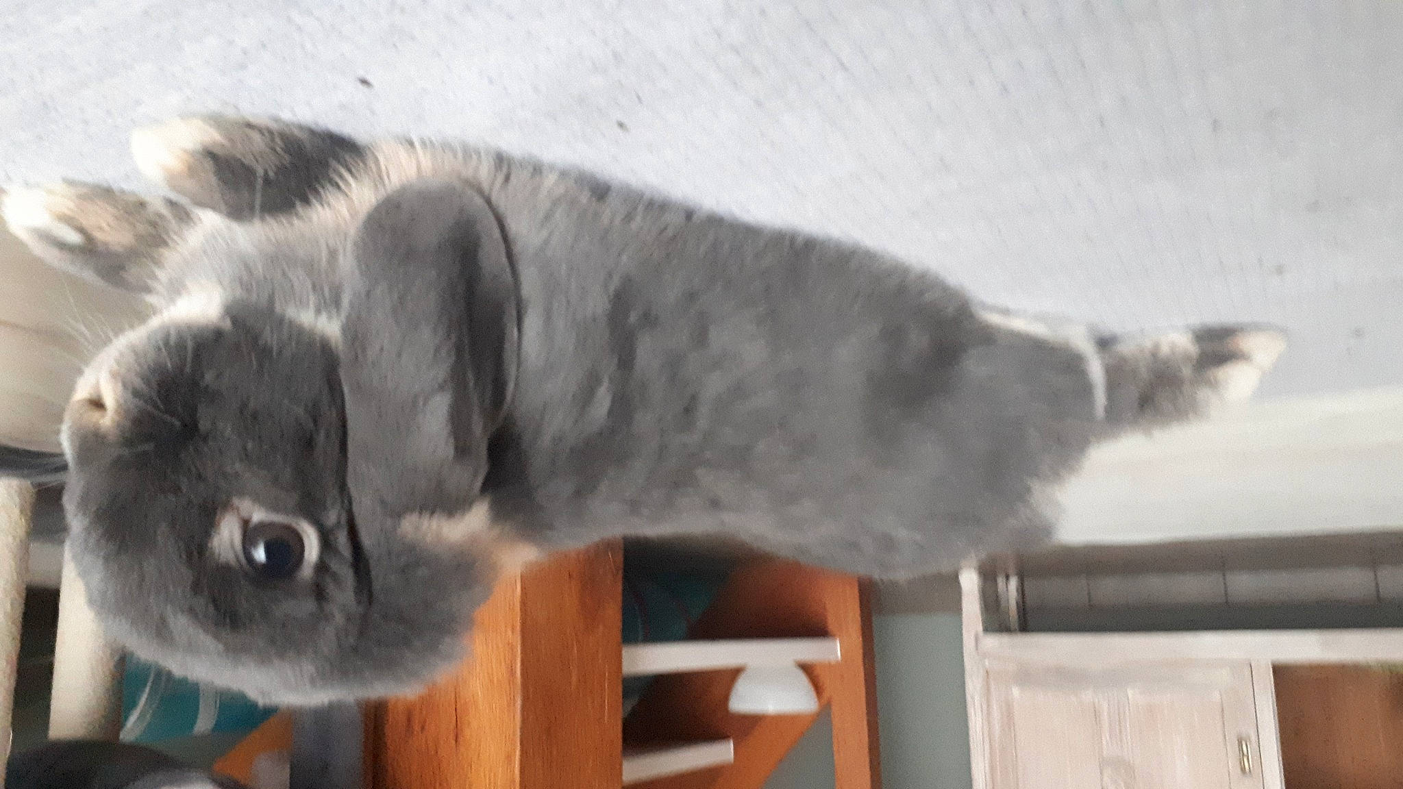 Tsuky participe au concours pour gagner de l'argent avec cette photo : british_shorthair, carnivore, cat, dog_breed, fawn, felidae, mammal, russian_blue, scottish_fold, small_to_medium_sized_cats, snout, sporting_group, tail, whiskers