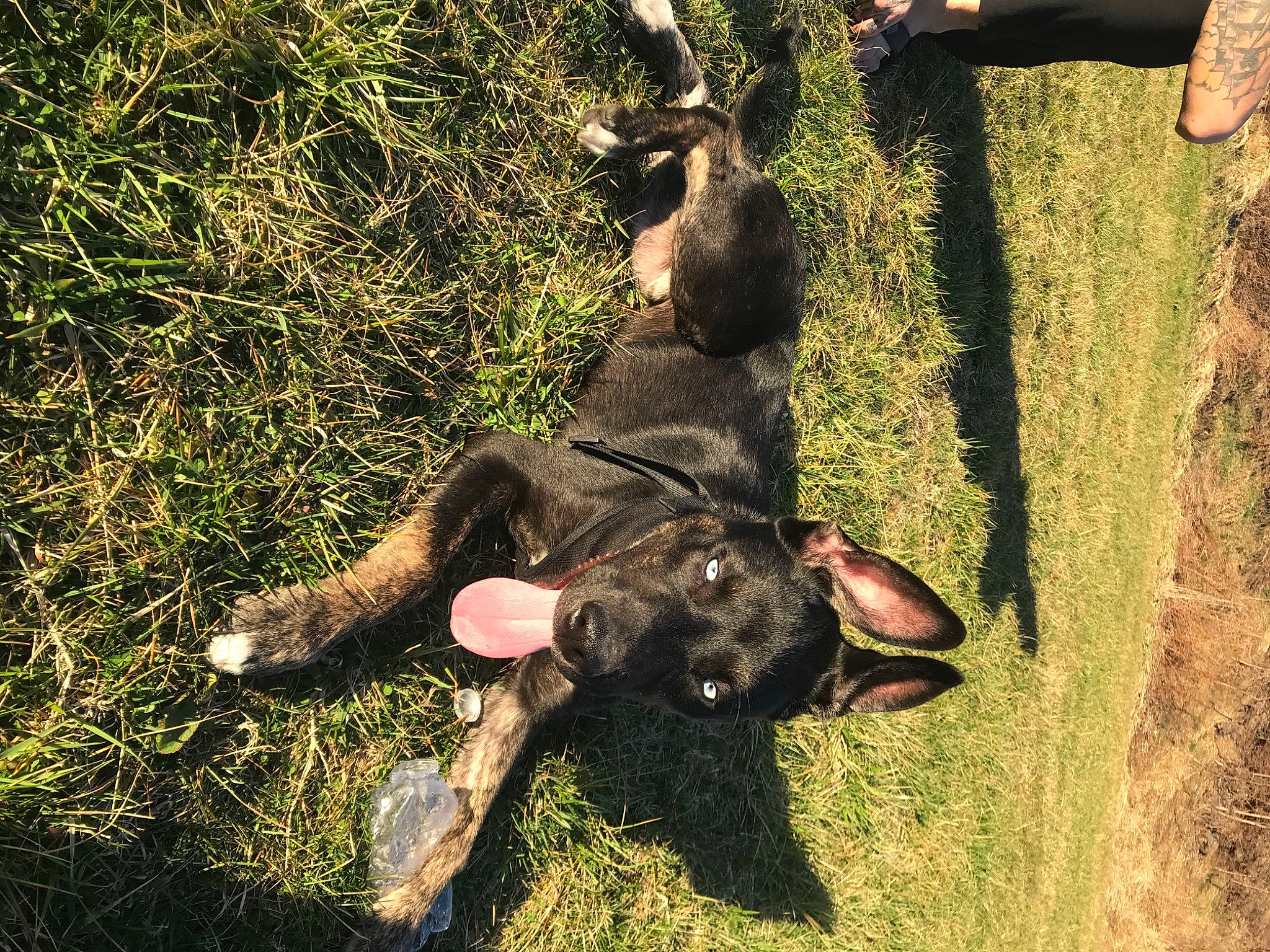 Blazer joined the competition — help win amazing prizes! adventure, bat, canidae, carnivore, companion_dog, dog_breed, fawn, grass, grassland, happy, hat, people_in_nature, plant, snout, soil, sporting_group, terrestrial_animal, tree, trunk, working_animal