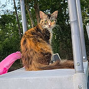 Pumpkin joined the competition — help win amazing prizes! cat, animal, pet, feline, outdoor, pool, water, ladder, platform, trees, greenery, flotation_device, pink, fur, whiskers, tail, nature, daylight, curious, sitting