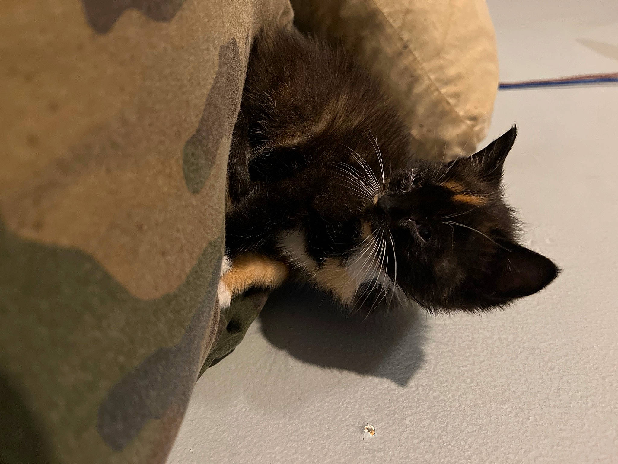 Shadow is registered to the contest to win money with this photo: carnivore, cat, claw, comfort, domestic_short_haired_cat, ear, fawn, felidae, foot, fur, human_leg, leg, nap, paw, sleep, small_to_medium_sized_cats, snout, tail, terrestrial_animal, whiskers