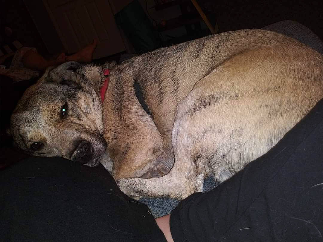 Touchdown joined the competition — help win amazing prizes! canidae, carnivore, comfort, companion_dog, dog, dog_breed, fawn, guard_dog, non_sporting_group, snout, sporting_group, terrestrial_animal, working_animal, wrinkle