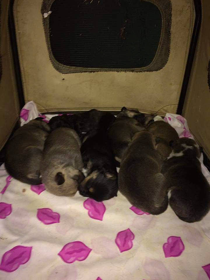 Touchdown is registered to the contest to win money with this photo: carnivore, comfort, companion_dog, dog_breed, dog_supply, fawn, felidae, flooring, fur, magenta, mammal, pet_supply, pink, room, small_to_medium_sized_cats, snout, sporting_group, stuffed_toy, tail, toy