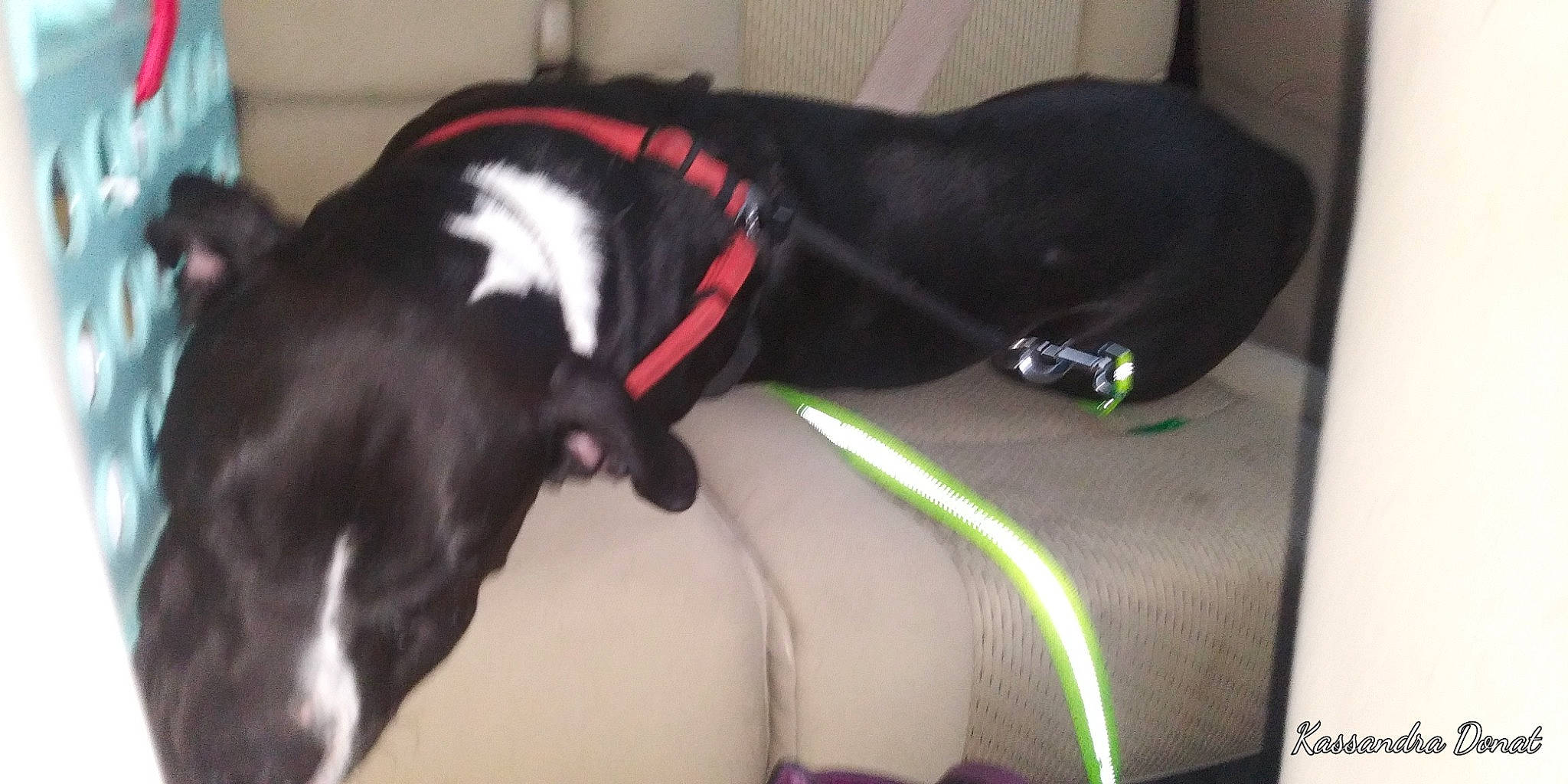 Pumba is registered to the contest to win money with this photo: borador, canidae, carnivore, collar, comfort, companion_dog, dog, dog_breed, dog_collar, dog_supply, fawn, fur, leash, paw, pet_supply, snout, sporting_group, tail, whiskers, working_animal