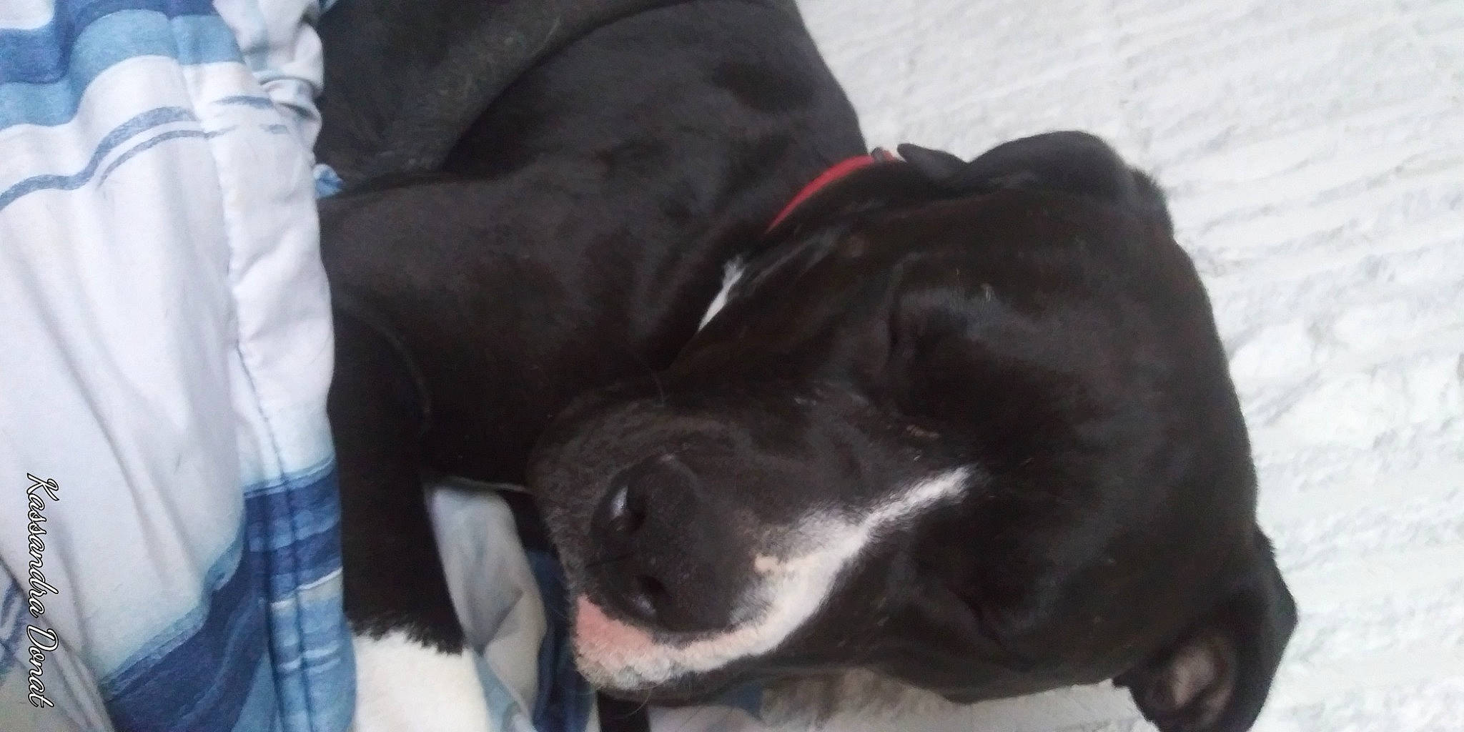 Pumba joined the competition — help win amazing prizes! borador, canidae, carnivore, comfort, companion_dog, dog, dog_breed, dog_collar, fur, gesture, guard_dog, gun_dog, liver, plaid, retriever, snout, sporting_group, tartan, whiskers, working_animal