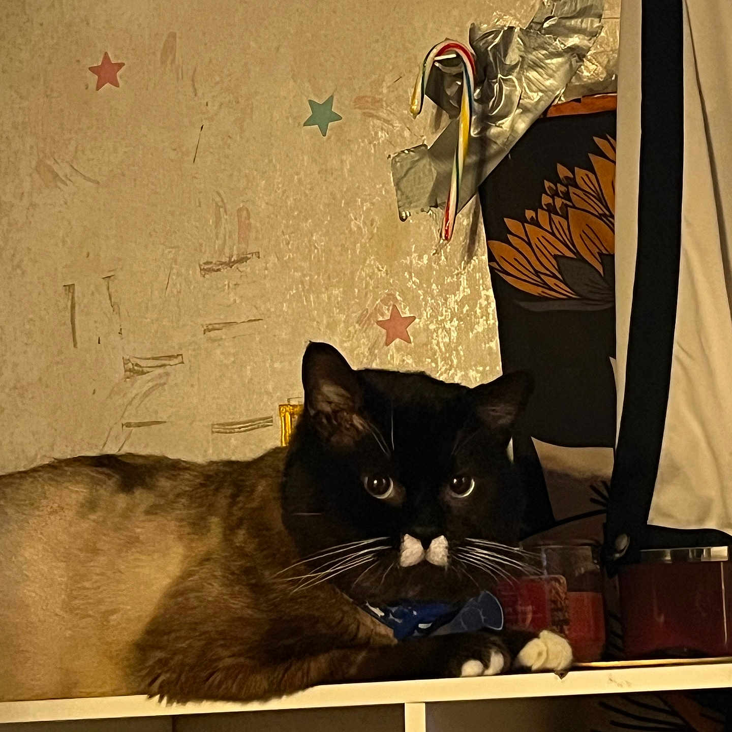 Bow-Tie is registered to the contest to win money with this photo: animal, architecture, blackcat, building, cat, closet, cupboard, desk, drawer, electronics, furniture, indoors, kitten, manx, pet, plywood, shelf, table, wall, wood