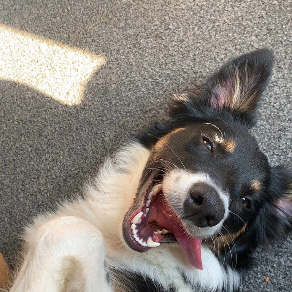 Cookie joined the competition — help win amazing prizes! accessories, animal, ball, bodypart, canine, cockerspaniel, collie, dog, eskimodog, hound, husky, leash, mouth, papillon, person, pet, puppy, strap, teeth, tongue