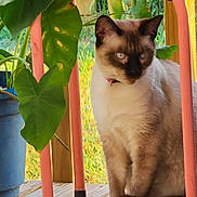 Asher is registered to the contest to win money with this photo: animal, cat, collar, daylight, domestic_animal, feline, greenery, leaf, nature, outdoor, peaceful, pet, pink_stool, plant, porch, quiet, siamese_cat, sitting, sunlight, wooden_floor