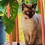 animal, cat, collar, daylight, domestic_animal, feline, greenery, leaf, nature, outdoor, peaceful, pet, pink_stool, plant, porch, quiet, siamese_cat, sitting, sunlight, wooden_floor