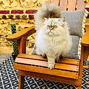 Trinity participe au concours pour gagner de l'argent avec cette photo : animal_portrait, blue_eyes, cactus, cat, closeup, cushion, cute, domestic_animal, feline, fluffy_cat, fur, home_decor, natural_light, outdoor, patterned_rug, pet, relaxed, sitting, wooden_chair, yellow_wall