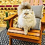 animal_portrait, blue_eyes, cactus, cat, closeup, cushion, cute, domestic_animal, feline, fluffy_cat, fur, home_decor, natural_light, outdoor, patterned_rug, pet, relaxed, sitting, wooden_chair, yellow_wall