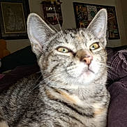 Quinny joined the competition — help win amazing prizes! animal, blanket, cat, close_up, cozy, cute, domestic, ears, feline, fur, furniture, home, indoor, mammal, pet, picture_frame, relaxing, shelf, tabby, whiskers