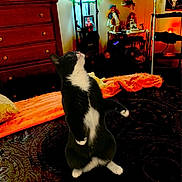 Mr Man joined the competition — help win amazing prizes! cat, tuxedo_cat, bed, blanket, orange_blanket, furniture, dresser, dolls, shelf, indoor, room, carpet, patterned_carpet, lamp, curiosity, pet, animal, black_and_white, cozy, warm_lighting