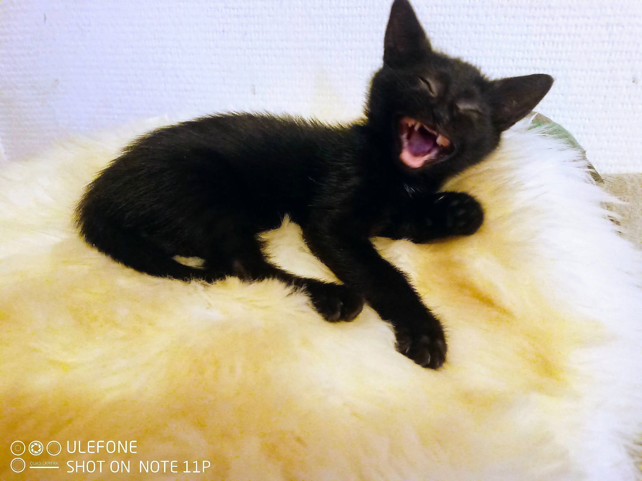 Kenya a rejoint le concours — aidez-le/la à gagner de superbes lots ! black_cat, bombay, carnivore, cat, claw, domestic_short_haired_cat, fang, felidae, foot, fur, paw, roar, sitting, small_to_medium_sized_cats, snout, tail, terrestrial_animal, whiskers, yawn