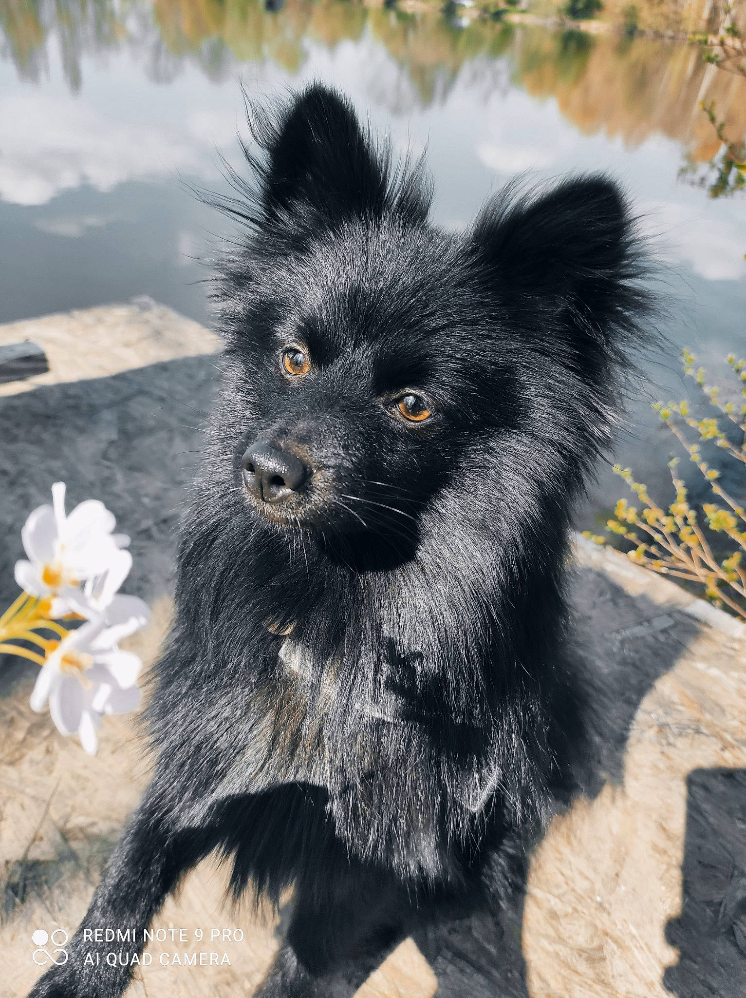 Rosco participe au concours pour gagner de l'argent avec cette photo : ancient_dog_breeds, canidae, carnivore, claw, companion_dog, dog, dog_breed, flower, fur, paw, puppy, snout, sporting_group, tail, terrestrial_animal, water, whiskers, wildlife, working_animal, working_dog