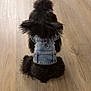 Prince is registered to the contest to win money with this photo: dog, black_dog, denim_jacket, pet_clothing, wooden_floor, fluffy, sitting, indoor, small_dog, fur, canine, back_view, ears, cute, domestic_animal, animal, companion, house_pet, furry, adorable