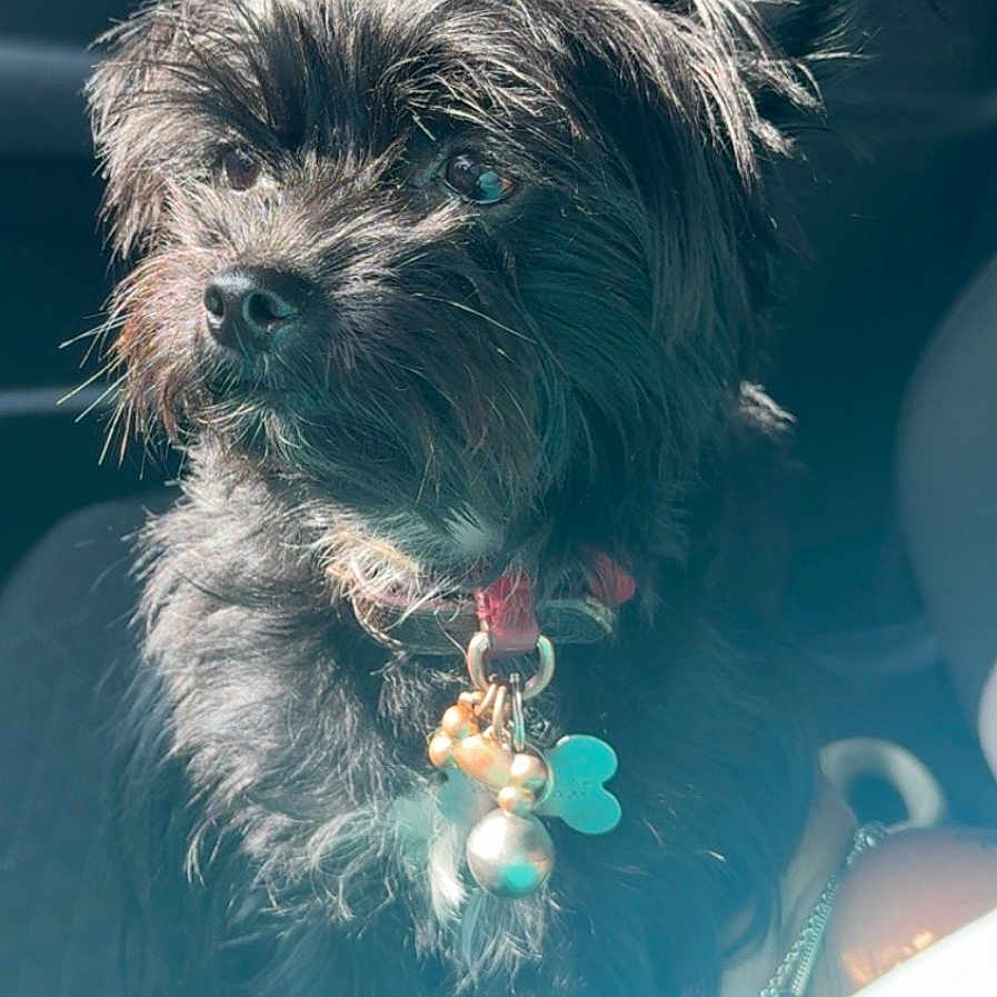 Prince joined the competition — help win amazing prizes! animal, black_dog, car_interior, charm, closeup, collar, companionship, cute, dog, domestic_animal, ears, eyes, fur, furry, nose, pet, portrait, sitting, sunlight, whiskers