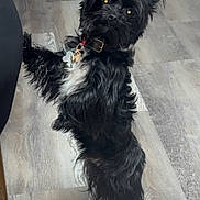 Prince is registered to the contest to win money with this photo: dog, black_dog, toy, wooden_floor, indoor, pet, playful, curious, collar, fur, small_dog, standing, looking, animal, cute, domestic, flooring, household, pet_toy, closeup