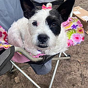 Ruby is registered to the contest to win money with this photo: dog, black_and_white, bow, flower_pattern, blanket, chair, outdoor, pet, cute, animal, fur, ears, face, nose, eyes, mouth, relaxed, looking_at_camera, folding_chair, grass