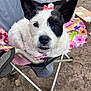 dog, black_and_white, bow, flower_pattern, blanket, chair, outdoor, pet, cute, animal, fur, ears, face, nose, eyes, mouth, relaxed, looking_at_camera, folding_chair, grass