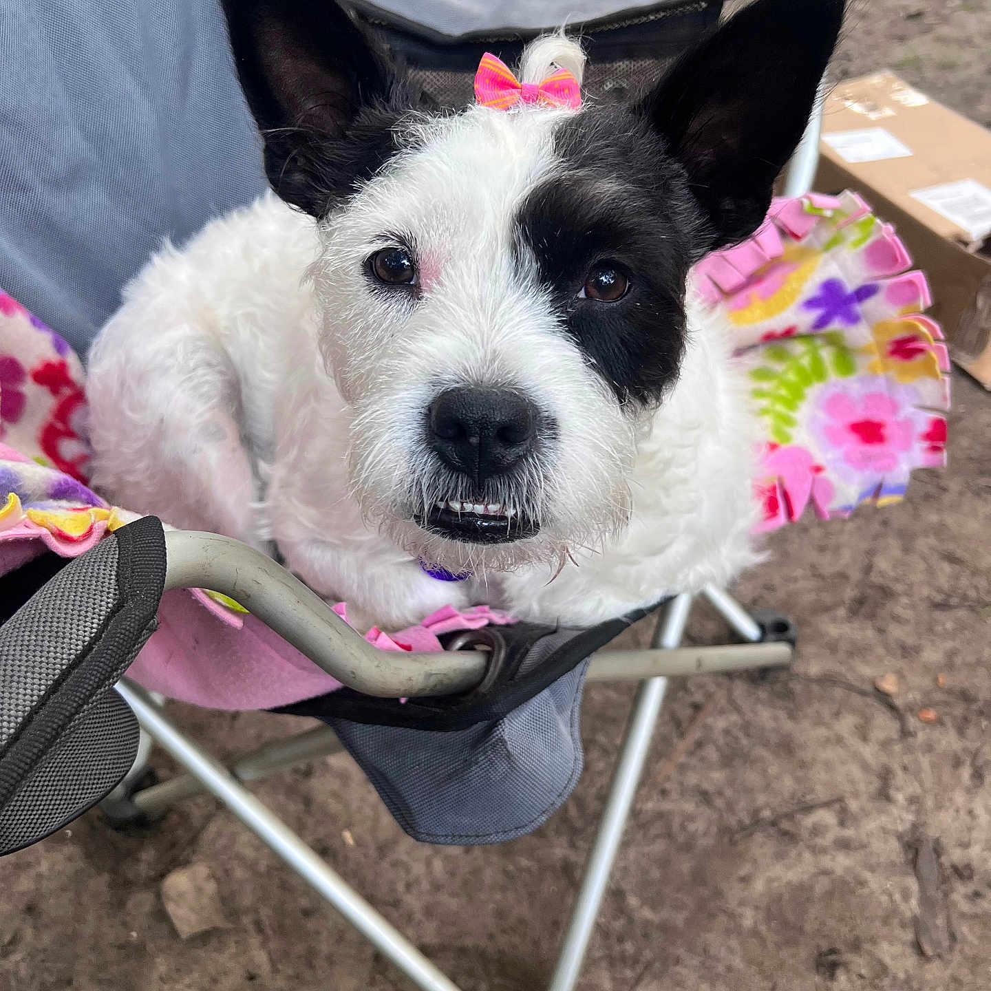 Ruby is registered to the contest to win money with this photo: animal, black_and_white, blanket, bow, chair, cute, dog, ears, eyes, face, flower_pattern, folding_chair, fur, grass, looking_at_camera, mouth, nose, outdoor, pet, relaxed