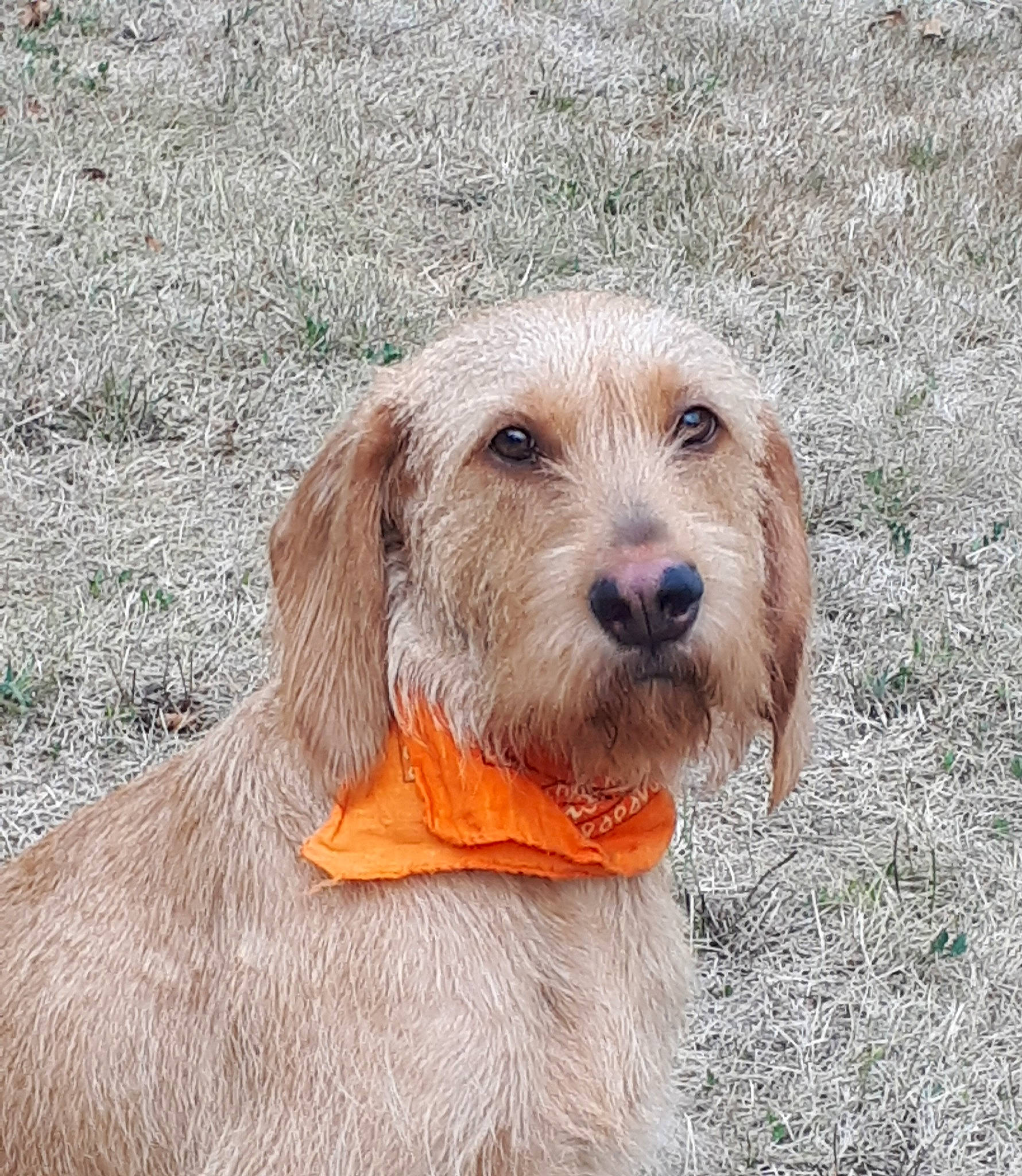 Nessy participe au concours pour gagner de l'argent avec cette photo : basset_fauve_de_bretagne, bosnian_coarse_haired_hound, briquet_griffon_vendeen, canidae, carnivore, companion_dog, dog, dog_breed, grand_basset_griffon_vendeen, hunting_dog, istrian_coarse_haired_hound, mammal, otterhound, petit_basset_griffon_vendeen, rare_breed_dog, spinone_italiano, sporting_group, styrian_coarse_haired_hound, terrier, vertebrate