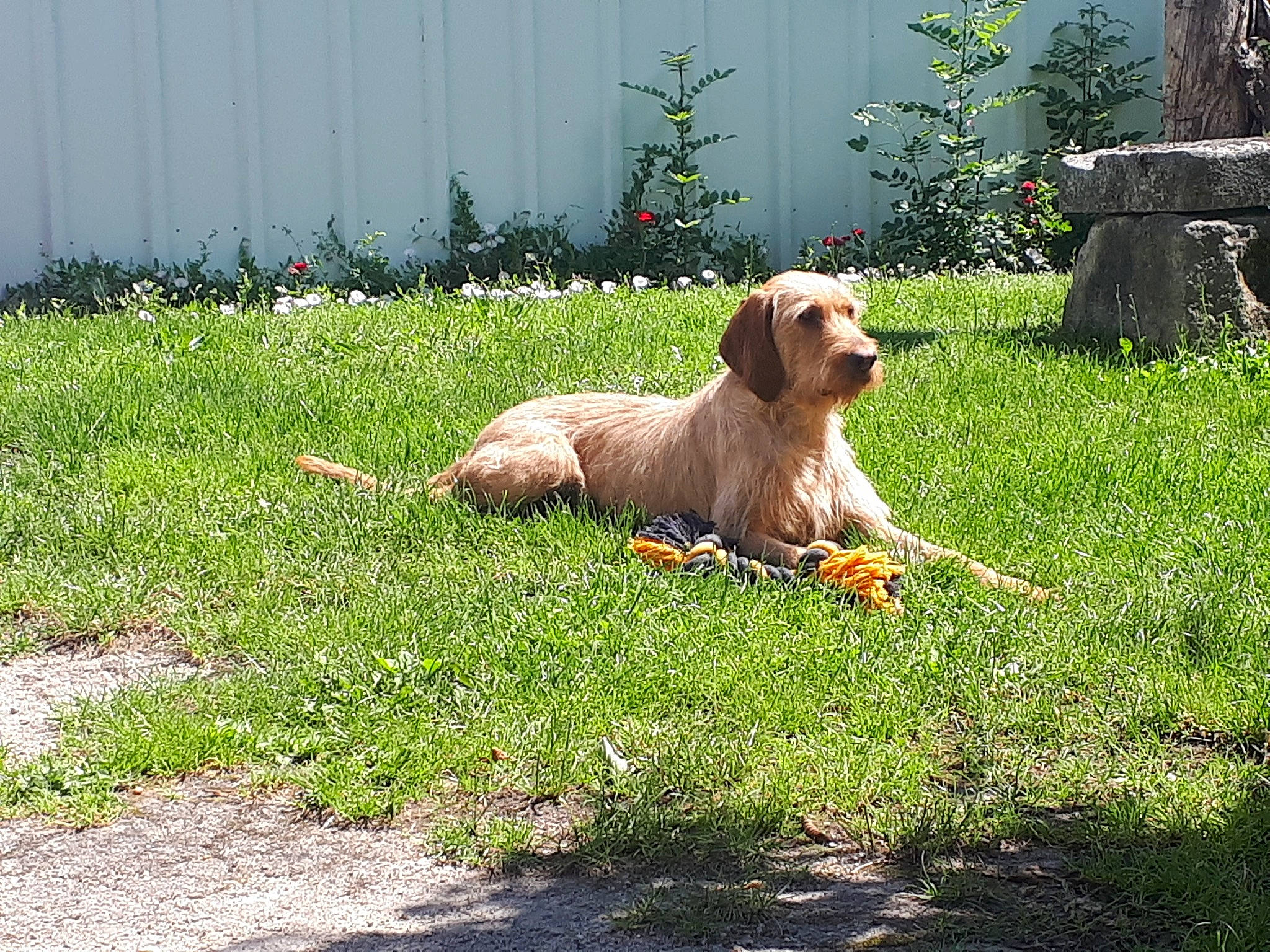 Nessy a rejoint le concours — aidez-le/la à gagner de superbes lots ! american_cocker_spaniel, basset_fauve_de_bretagne, canidae, carnivore, cocker_spaniel, companion_dog, dachshund, dog, dog_breed, english_cocker_spaniel, grass, liver, mammal, rare_breed_dog, sporting_group, vertebrate