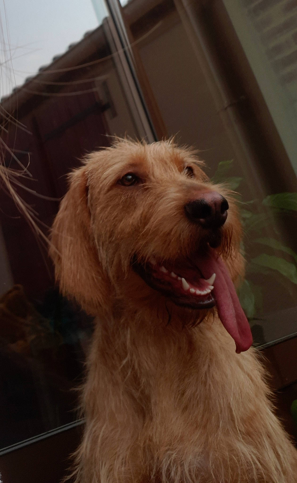 Nessy a rejoint le concours — aidez-le/la à gagner de superbes lots ! basset_fauve_de_bretagne, bosnian_coarse_haired_hound, briquet_griffon_vendeen, canidae, carnivore, companion_dog, dog, dog_breed, dutch_smoushond, irish_soft_coated_wheaten_terrier, irish_wolfhound, istrian_coarse_haired_hound, mammal, rare_breed_dog, snout, spinone_italiano, sporting_group, styrian_coarse_haired_hound, terrier, vertebrate