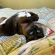 Sheldon is registered to the contest to win money with this photo: animal, bed, blue_eyes, cat, cozy, curious, cute, domestic_cat, feline, floral, fur, indoor, paws, pet, playing, quilt, relaxed, resting, striped, whiskers