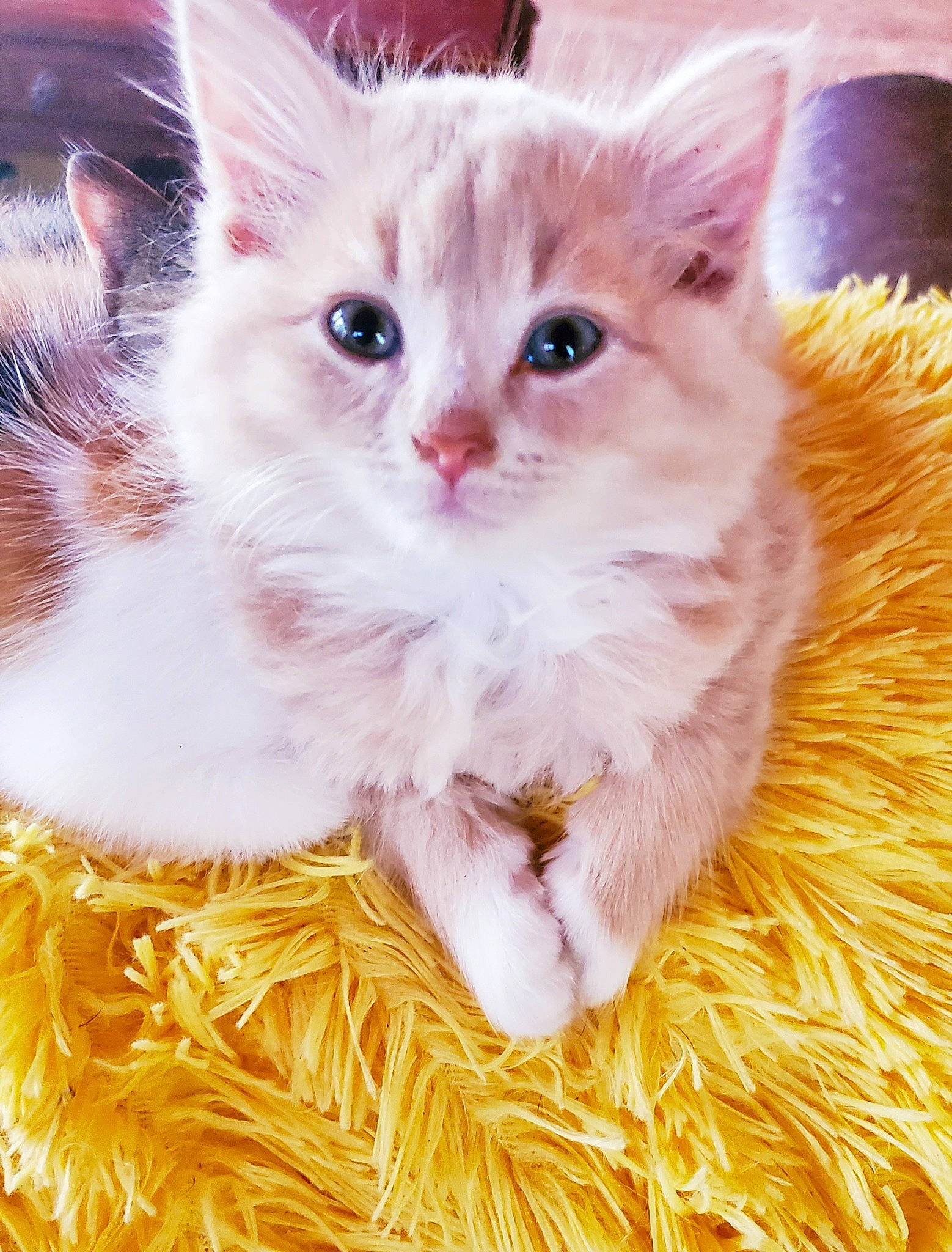 Bogey joined the competition — help win amazing prizes! british_semi_longhair, carnivore, cat, cymric, domestic_long_haired_cat, fawn, felidae, kitten, laperm, maine_coon, mammal, norwegian_forest_cat, ragamuffin, ragdoll, selkirk_rex, siberian, small_to_medium_sized_cats, turkish_angora, vertebrate, whiskers