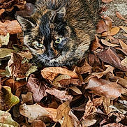 Kittie is registered to the contest to win money with this photo: autumn, brown, camouflage, cat, close_up, dry_leaves, ears, feline, fur, green_eyes, leaf_litter, leaves, nature, outdoor, pet, portrait, sitting, texture, tortoiseshell_cat, whiskers
