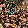 autumn, brown, camouflage, cat, close_up, dry_leaves, ears, feline, fur, green_eyes, leaf_litter, leaves, nature, outdoor, pet, portrait, sitting, texture, tortoiseshell_cat, whiskers