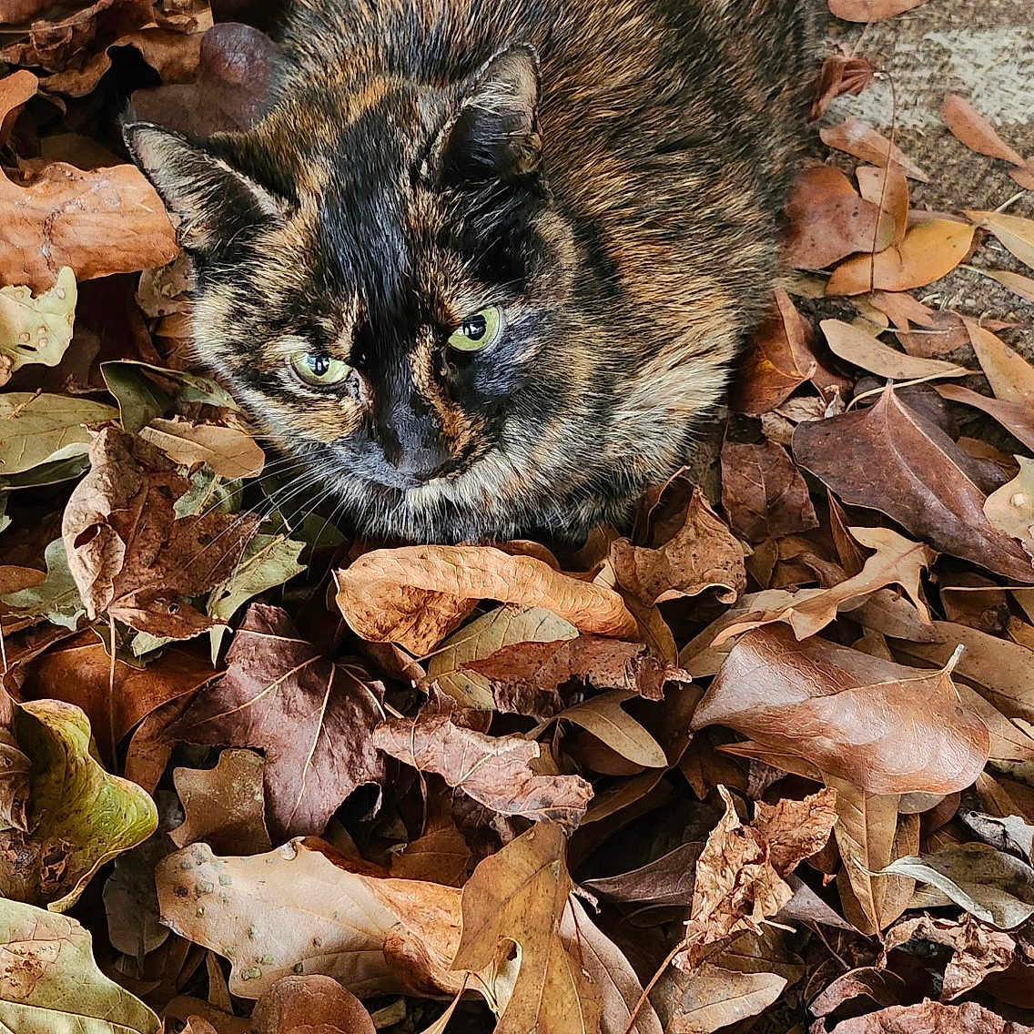 Kittie is registered to the contest to win money with this photo: autumn, brown, camouflage, cat, close_up, dry_leaves, ears, feline, fur, green_eyes, leaf_litter, leaves, nature, outdoor, pet, portrait, sitting, texture, tortoiseshell_cat, whiskers